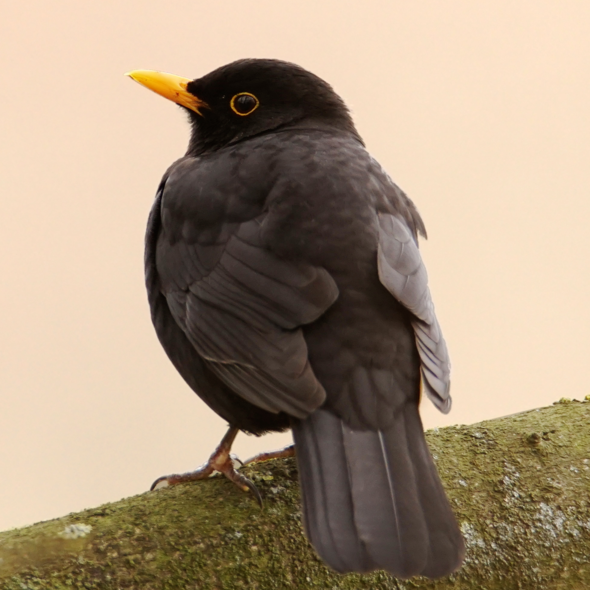 A photo of a blackbird sitting on a branch from behind.